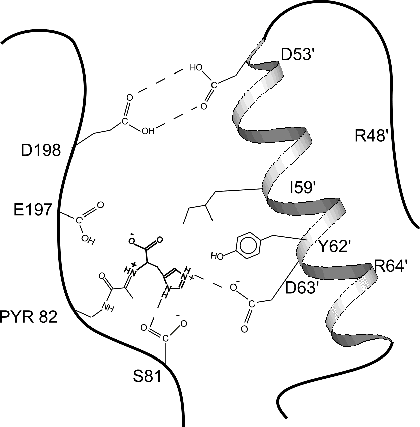 Enzyme Lock And Key. The enzyme is active at acidic