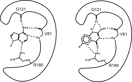 inhibitor binding